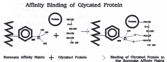 Diagram of glycated protein binding