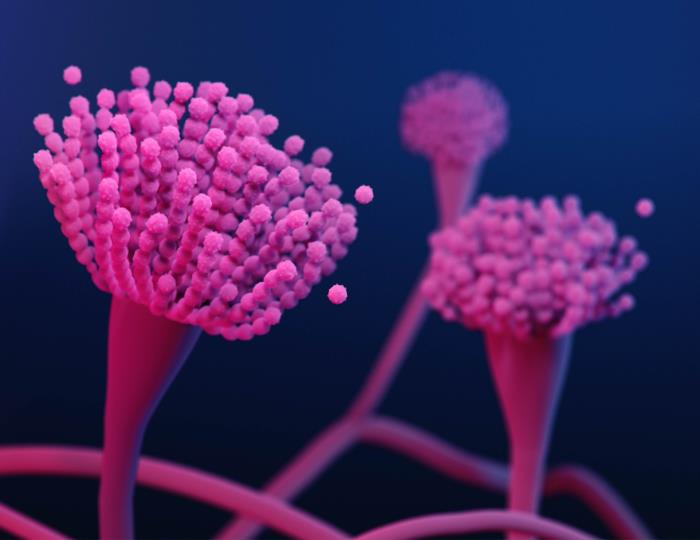 Azole-resistant fungus, Aspergillus fumigatus image