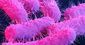 Shigella image