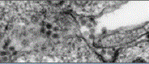Photos of vectors, field study, and public relations activities