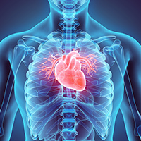 3D illustration of Heart, medical concept