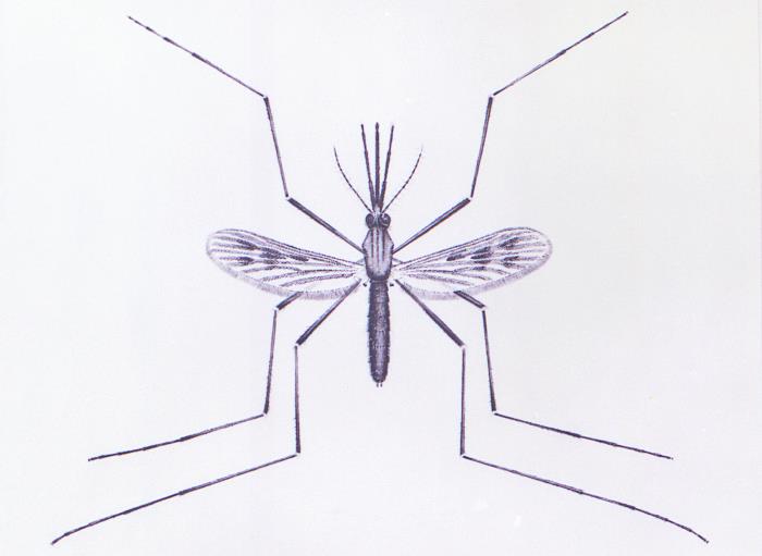 Dorsal illustration of Anopheles quadrimaculatus mosquito