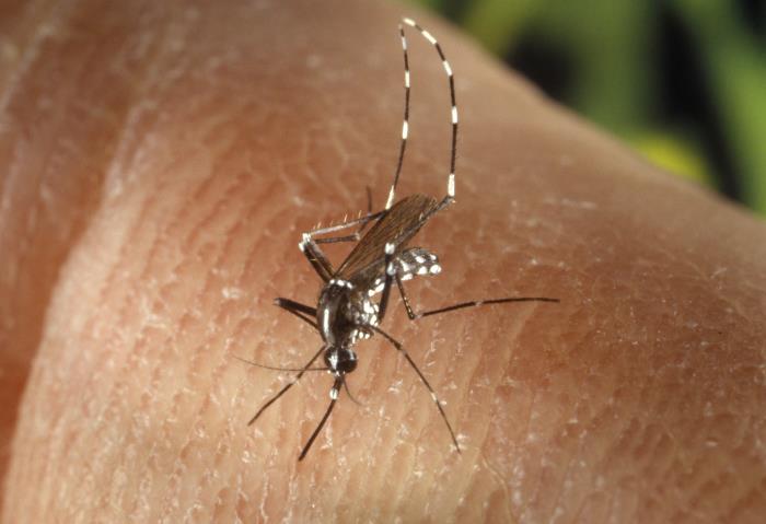 Female Asian tiger mosquito, Aedes albopictus, showing white banding