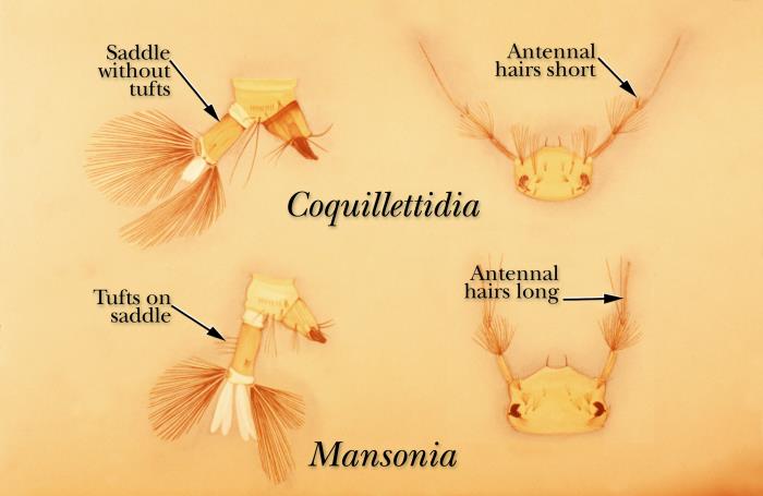 CDC illustration of Coquillettidia mosquito larval structures