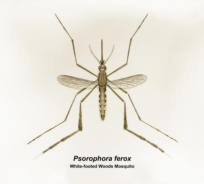Dorsal illustration of Psorophora ferox mosquito