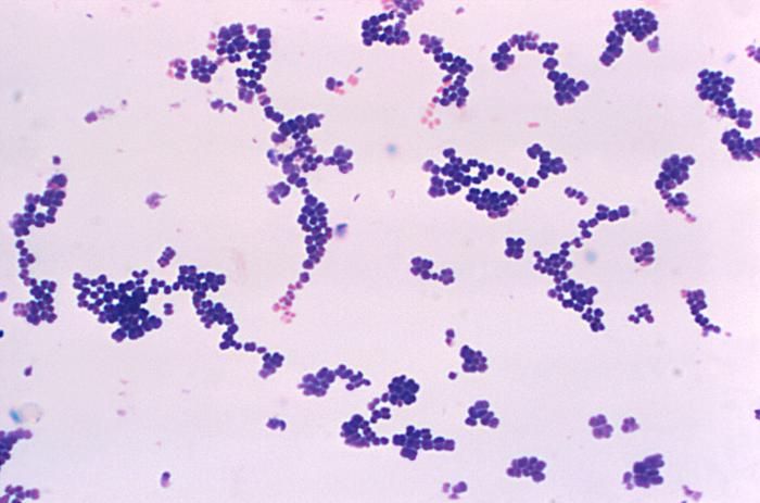 Details - Public Health Image Library(PHIL)