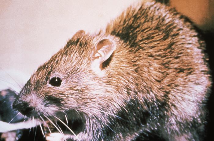 Luton Rats Details - Public Health Image Library(PHIL)