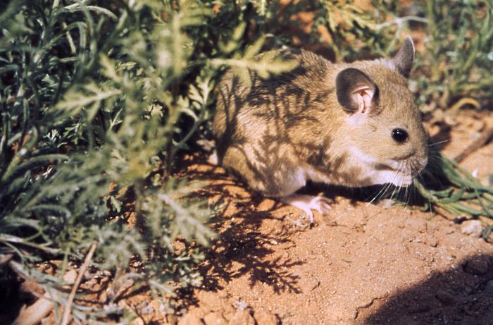 Woodrat Neotoma Details - Public Health Image Library(PHIL)