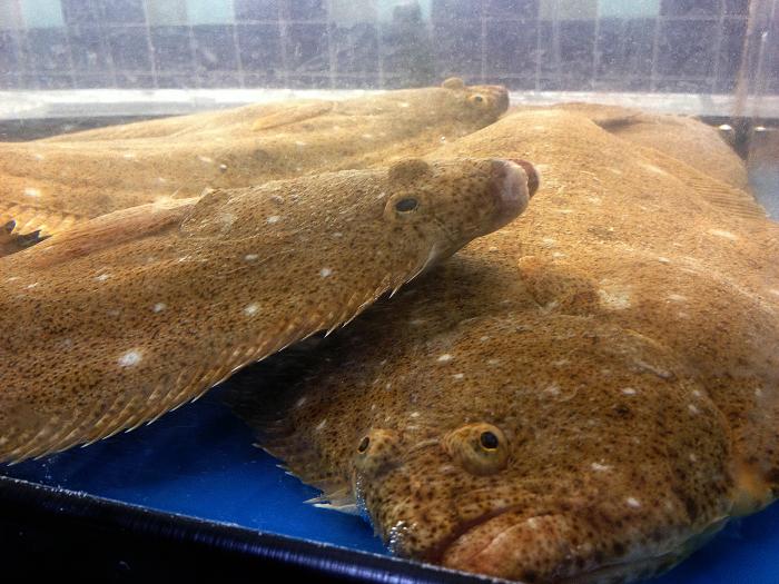 Prora Fish Details - Public Health Image Library(PHIL)