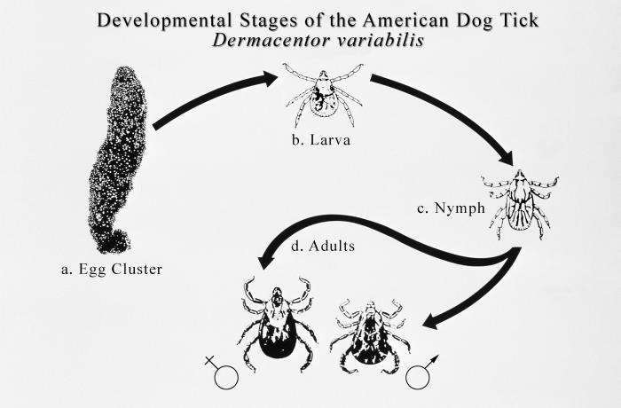 American dog tick life stages: eggs, larva, nymph, adult male and adult female