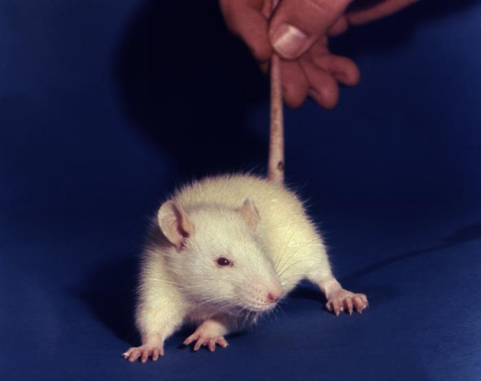 Details - Public Health Image Library(PHIL)