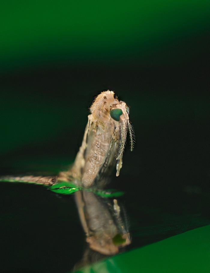 Poxo Insect Details - Public Health Image Library(PHIL)