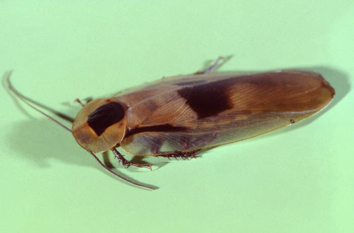 Cockroach Cdc Details - Public Health Image Library(PHIL)