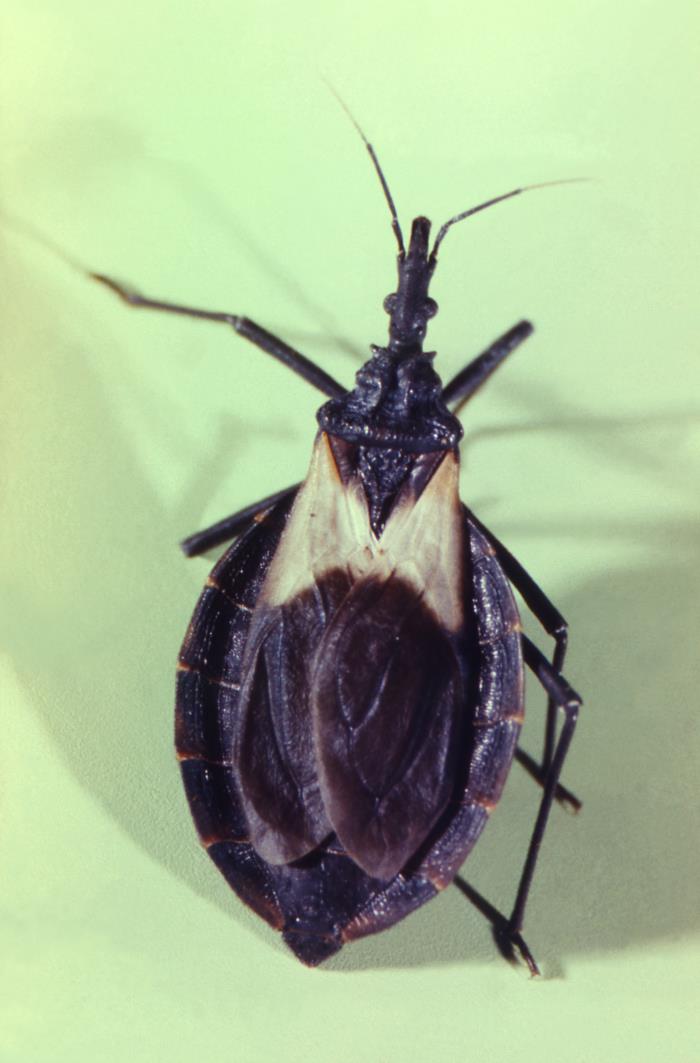 Triangle Face Insect Details - Public Health Image Library(PHIL)