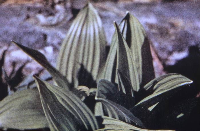 Details - Public Health Image Library(PHIL)