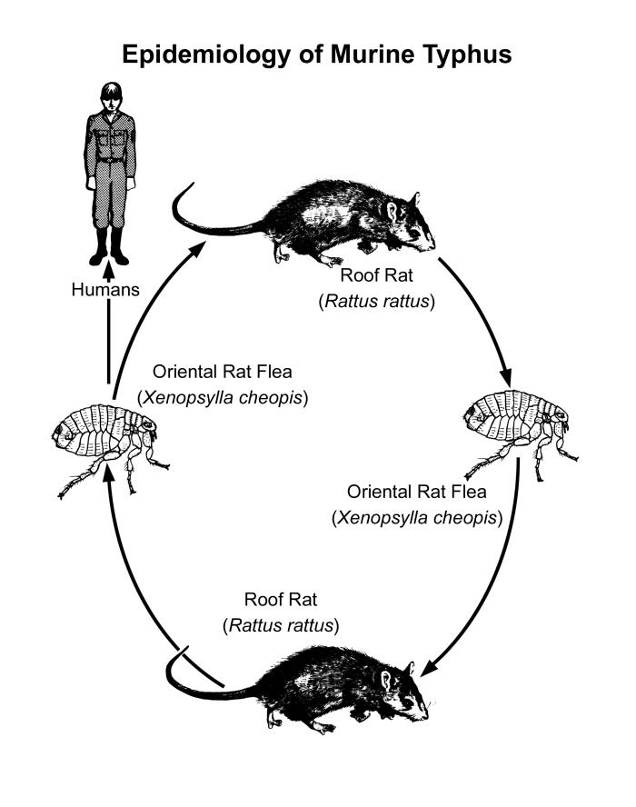 Typhus Vector Details - Public Health Image Library(PHIL)