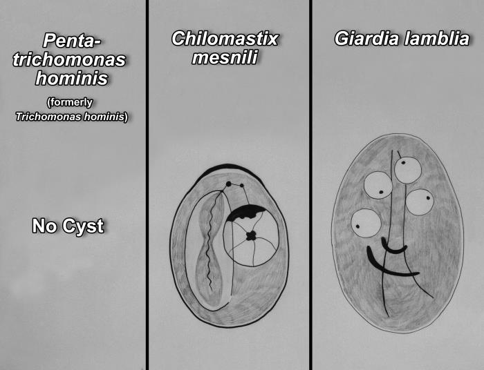 Cryptomonads Details - Public Health Image Library(PHIL)