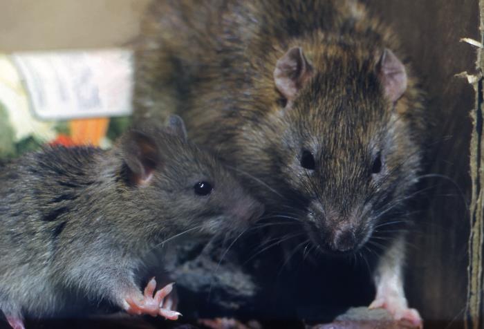 Luton Rats Details - Public Health Image Library(PHIL)
