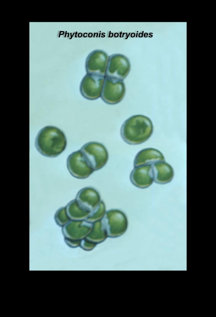Details - Public Health Image Library(PHIL)