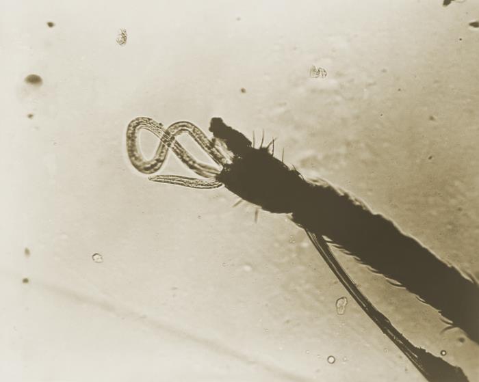 Probaskis Insects Details - Public Health Image Library(PHIL)