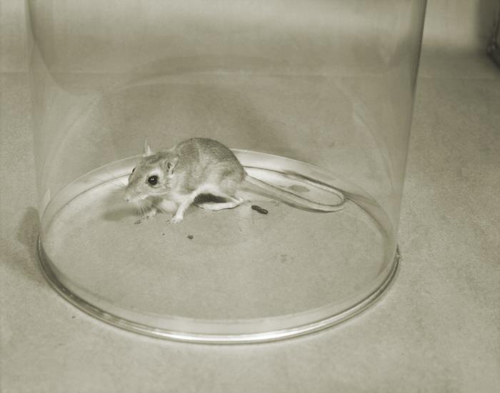 Pyrex Rodent Details - Public Health Image Library(PHIL)