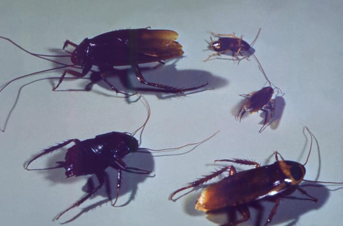 Lion Cockroach Details - Public Health Image Library(PHIL)