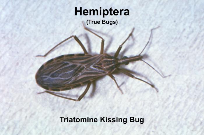 Triangle Face Insect Details - Public Health Image Library(PHIL)