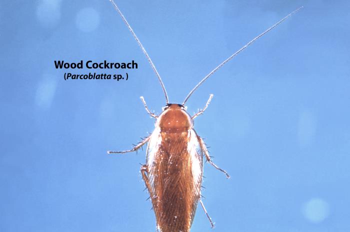 Cockroach Cdc Details - Public Health Image Library(PHIL)