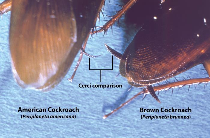 Details - Public Health Image Library(PHIL)