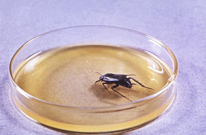 Cockroach Pottery Details - Public Health Image Library(PHIL)