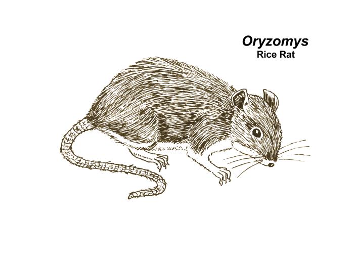Rat And Rice Details - Public Health Image Library(PHIL)