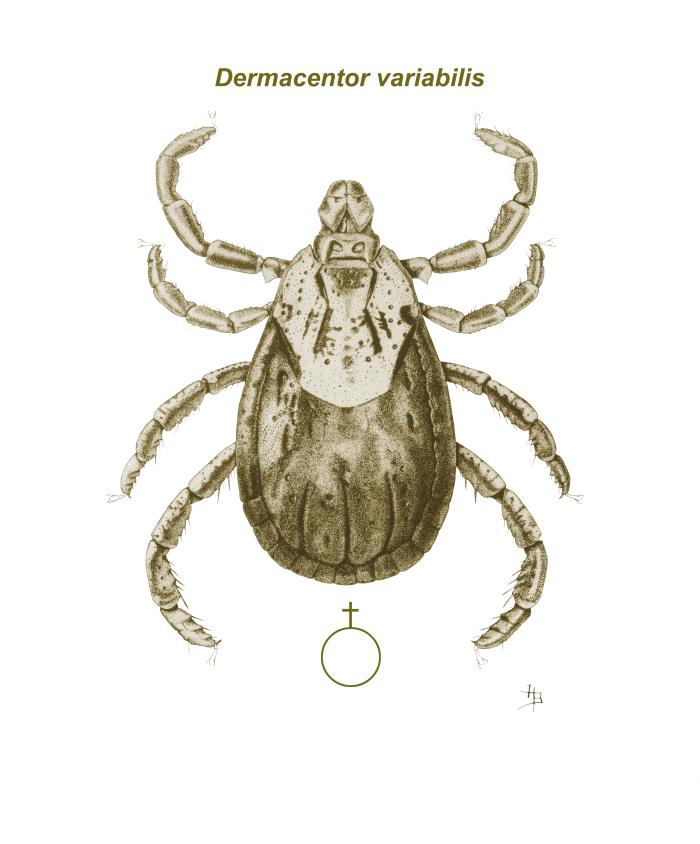 Variabilis Details - Public Health Image Library(PHIL)