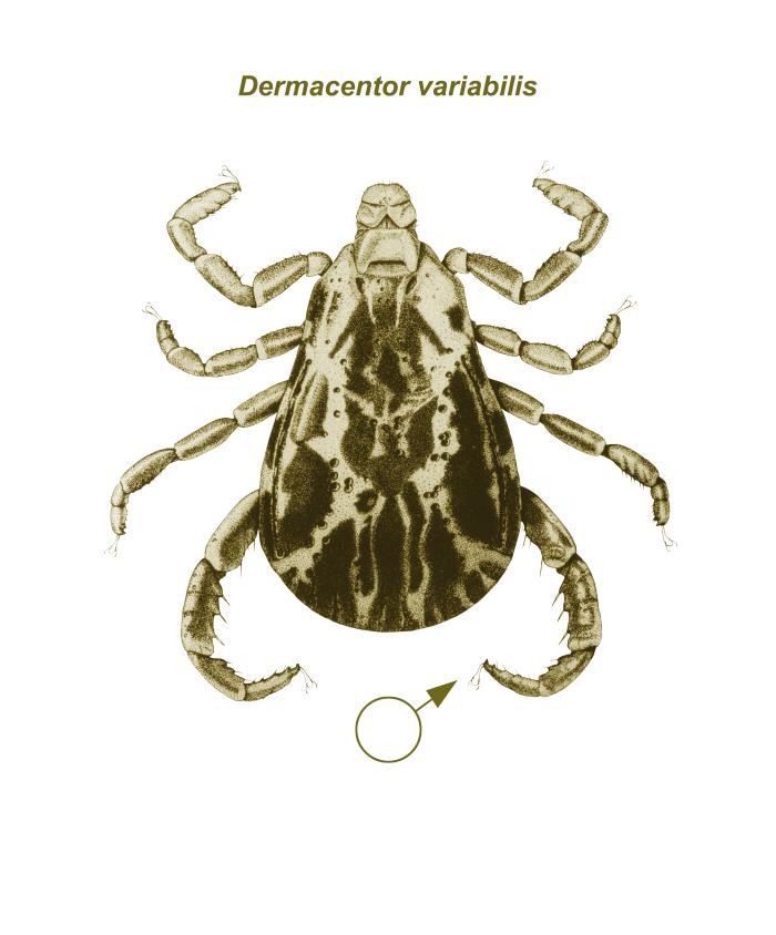 Variabilis Details - Public Health Image Library(PHIL)