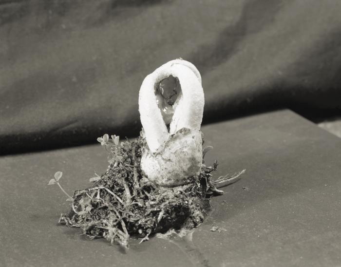 Clotirus Details - Public Health Image Library(PHIL)