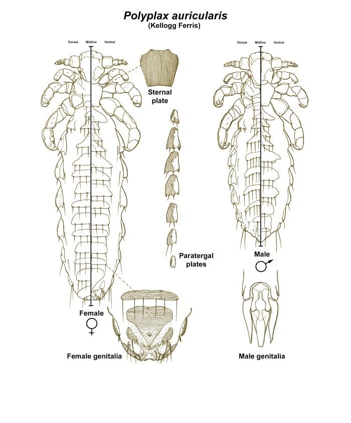 Polyplax Details - Public Health Image Library(PHIL)