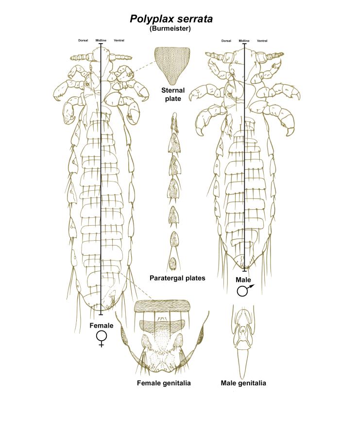 Polyplax Details - Public Health Image Library(PHIL)