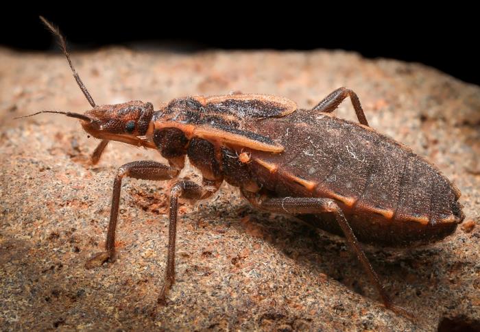 Lufar Insect Details - Public Health Image Library(PHIL)