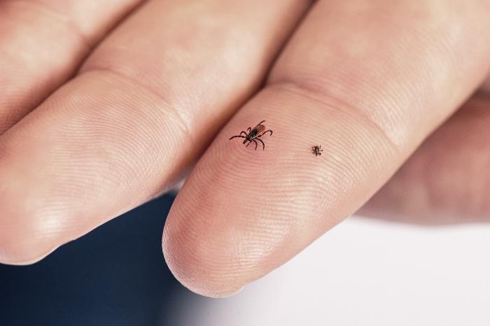 Adult female blacklegged tick (left) and nymph (right) on a fingertip, showing how small they are