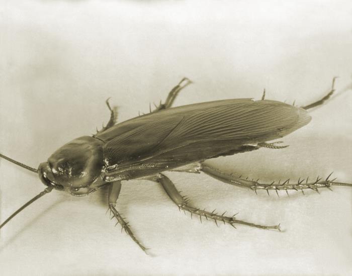 Cockroach Cdc Details - Public Health Image Library(PHIL)