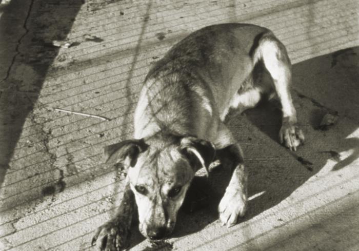 Dog Riss Details - Public Health Image Library(PHIL)