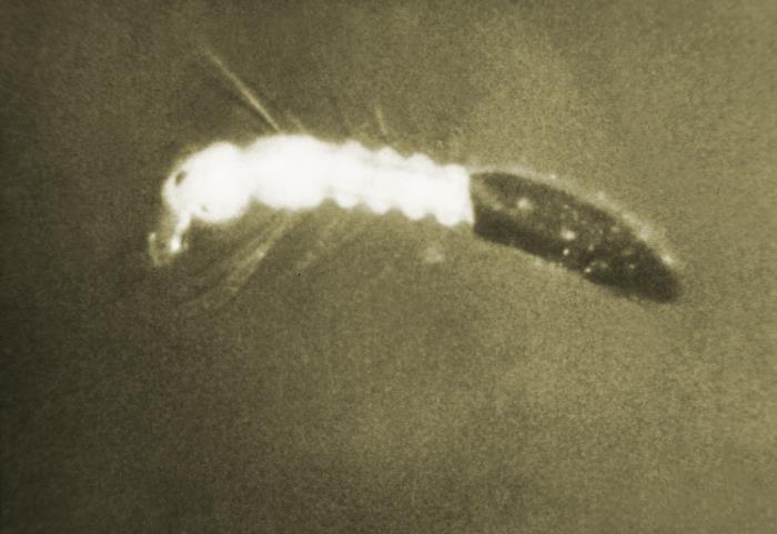 Laverton Insect Details - Public Health Image Library(PHIL)