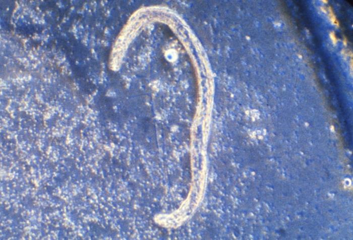 Microlaria Microscope Details - Public Health Image Library(PHIL)