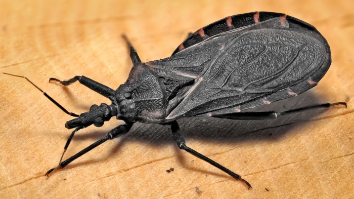 Triangle Face Insect Details - Public Health Image Library(PHIL)