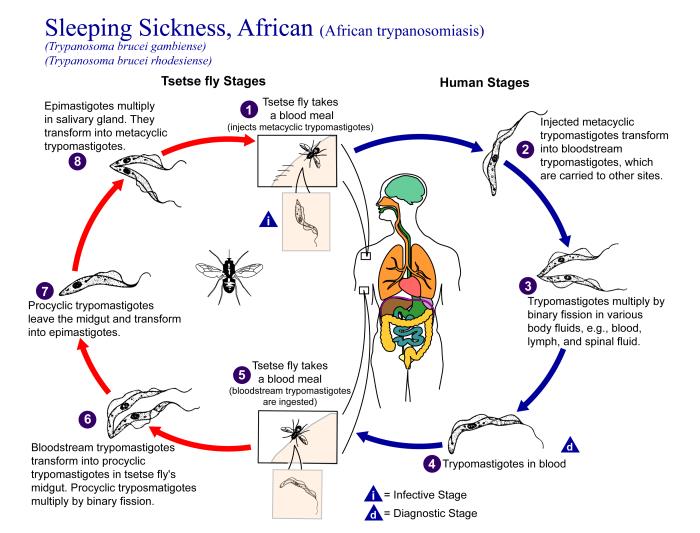 Transient Pathogens Details - Public Health Image Library(PHIL)