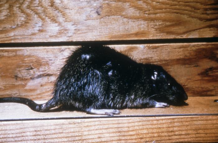 Luton Rats Details - Public Health Image Library(PHIL)