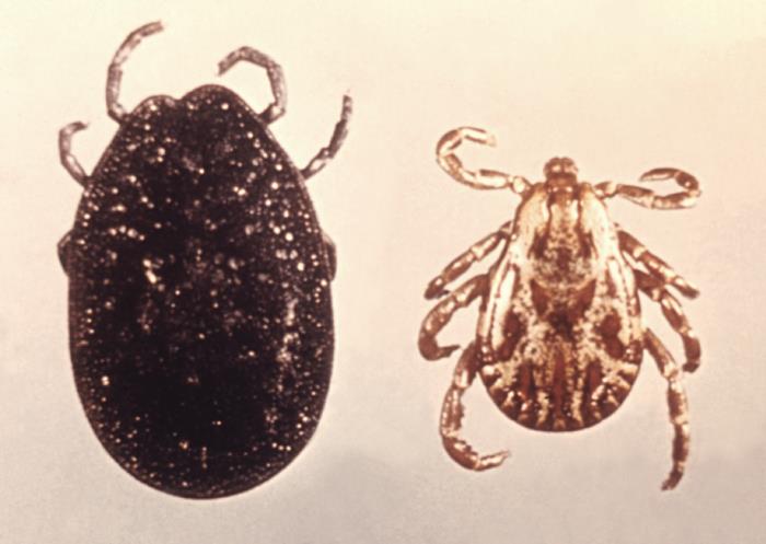 Details - Public Health Image Library(PHIL)