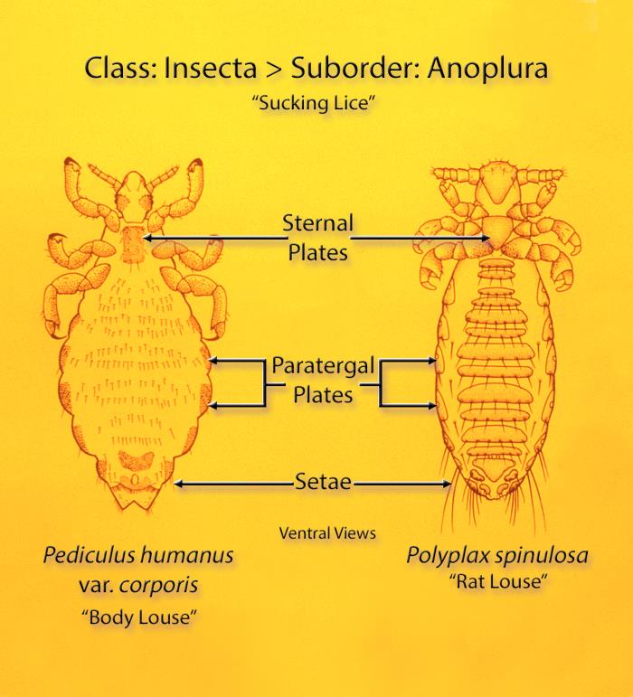 Polyplax Details - Public Health Image Library(PHIL)
