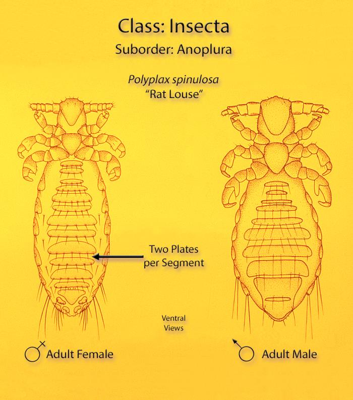 Polyplax Details - Public Health Image Library(PHIL)
