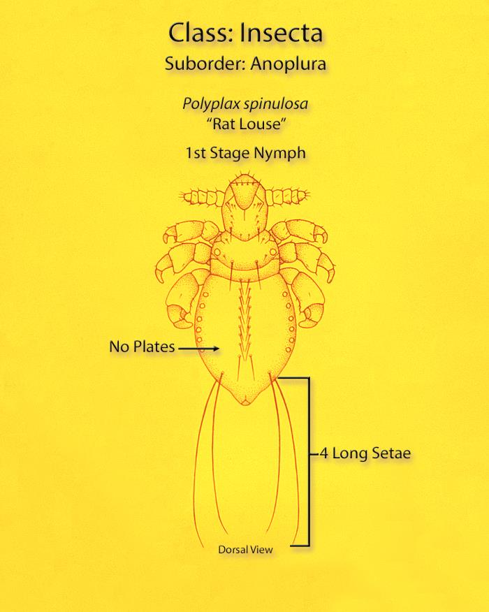 Polyplax Details - Public Health Image Library(PHIL)
