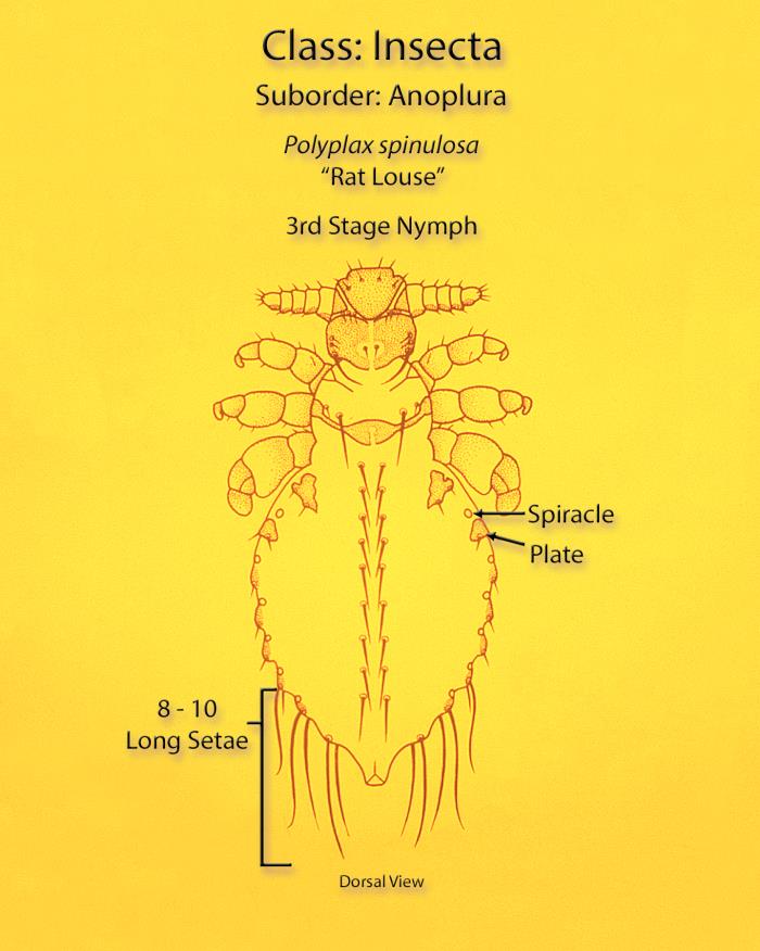 Polyplax Details - Public Health Image Library(PHIL)